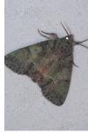 Polyphaenis sericata