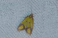 Agapeta zoegana