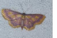 Idaea muricata