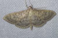 Patania ruralis