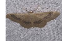 Idaea aversata