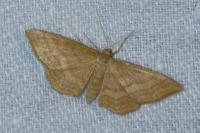 Idaea ochrata