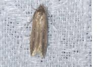 Limnaecia phragmitella