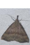 Hypena proboscidalis