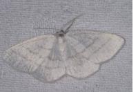 Cabera pusaria