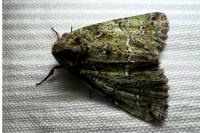 Polyphaenis sericata