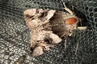 Catocala fulminea