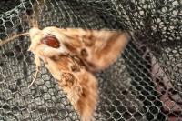 Eremobia ochroleuca