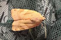 Noctua fimbriata