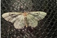 Idaea rusticata