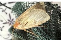 Amphipyra tragopoginis