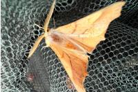 Ennomos fuscantaria
