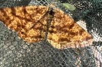 Ematurga atomaria