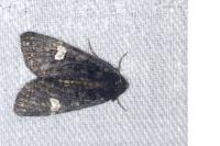 Melanchra persicariae