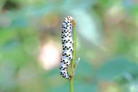 Cucullia scrophulariae