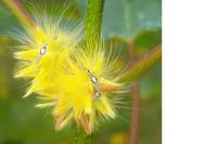 Acronicta aceris