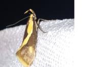 Harpella forficella