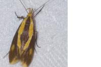 Harpella forficella