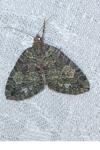 Hydriomena furcata
