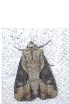 Lateroligia ophiogramma