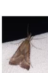 Synaphe punctalis