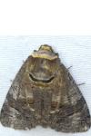 Cossus cossus
