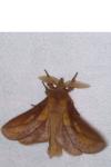 Euthrix potatoria