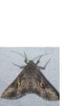 Autographa gamma