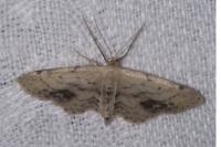 Idaea dimidiata