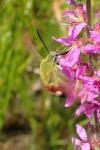 Hemaris fuciformis