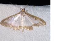 Cydalima perspectalis