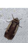 Ochropleura plecta