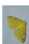 Opisthograptis luteolata
