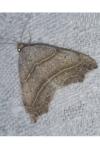 Laspeyria flexula