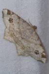 Macaria notata