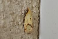 Agapeta hamana
