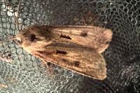 Agrotis exclamationis exclamationis