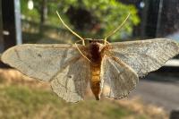 Idaea aversata