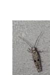 Yponomeuta plumbella