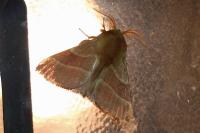 Malacosoma neustria