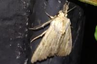 Apamea lithoxylaea