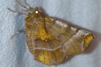 Selenia lunularia