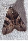 Catocala fulminea