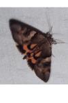 Catocala fulminea