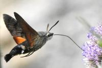 Macroglossum stellatarum