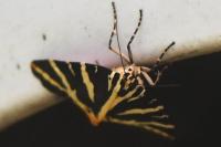 Euplagia quadripunctaria