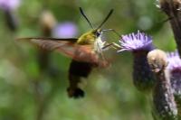 Hemaris fuciformis