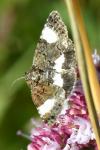 Tyta luctuosa