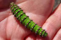 Saturnia pavonia