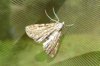 Elophila nymphaeata